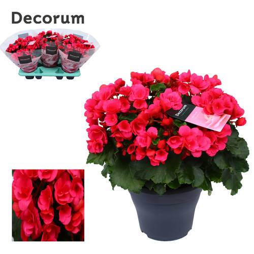 Begonie fuchsia Garten T19 H035