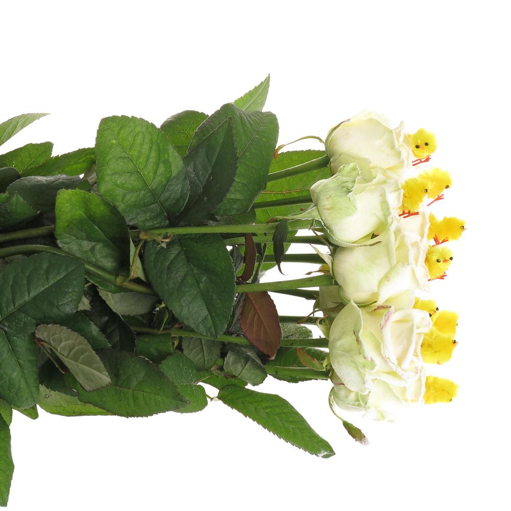 Rose Ostern Chicken 70cm