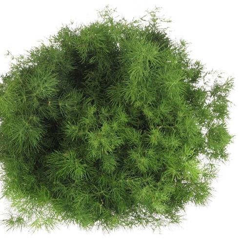 Asparagus grün Umbellatus 40cm (x25)