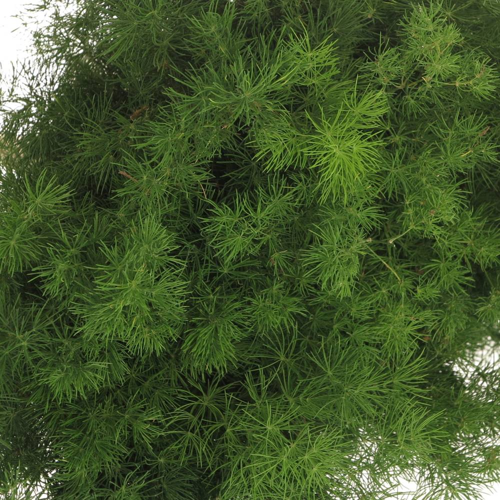 Asparagus grün Umbellatus 40cm (x25)