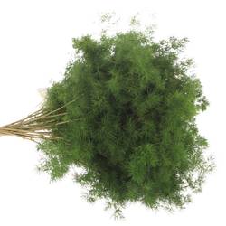 Asparagus grün Umbellatus 40cm (x25)