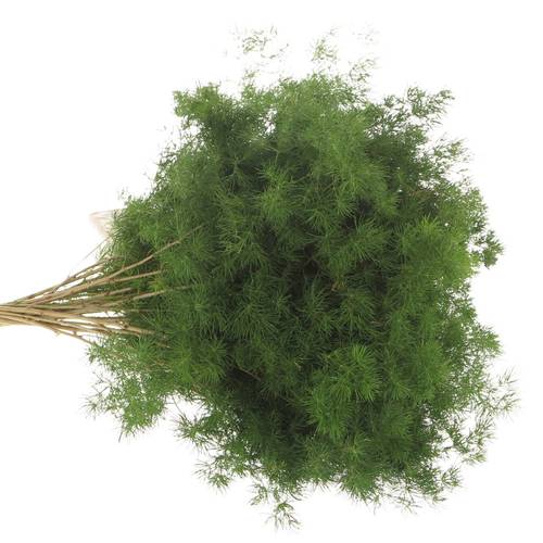 Asparagus grün Umbellatus 40cm (x25)