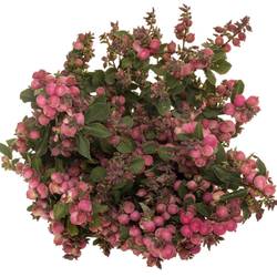 Schneebeeren rosa Pink Ruby Falls 40cm