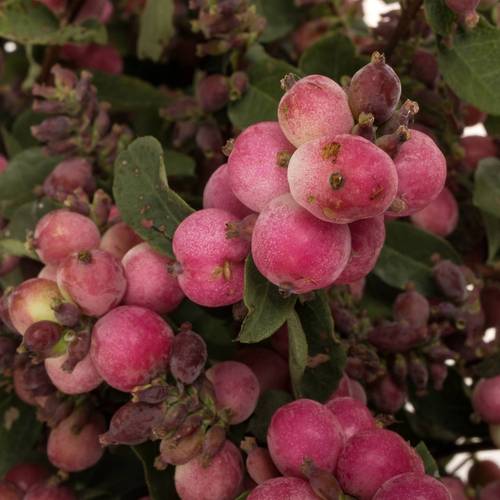 Schneebeeren rosa Pink Ruby Falls 40cm