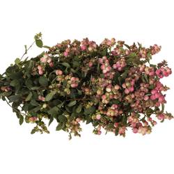 Schneebeeren rosa Pink Ruby Falls 40cm