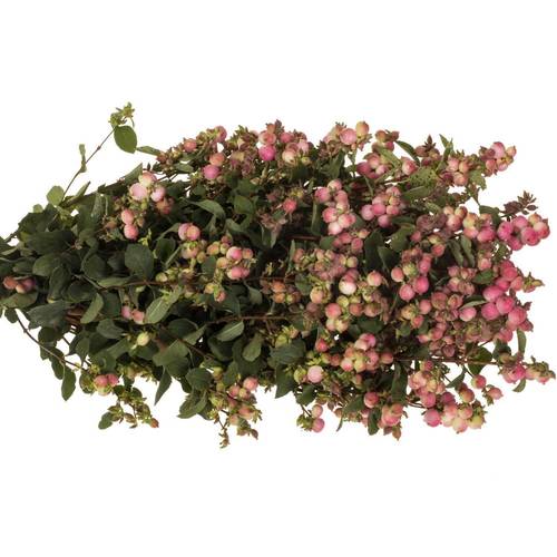 Schneebeeren rosa Pink Ruby Falls 40cm