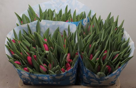 Tulpe pink Ardour 30 Gramm