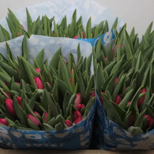 Tulpe pink Ardour 30 Gramm