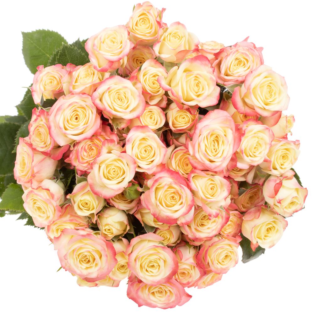 Rose verzweigt creme Candelicious 6+Blüte 60cm