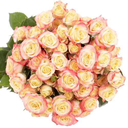 Rose verzweigt creme Candelicious 6+Blüte 60cm