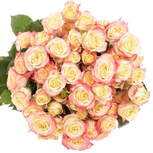 Rose verzweigt creme Candelicious 6+Blüte 60cm