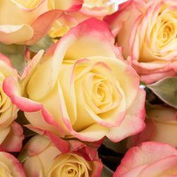 Rose verzweigt creme Candelicious 6+Blüte 60cm