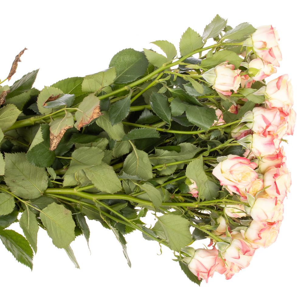 Rose verzweigt creme Candelicious 6+Blüte 60cm