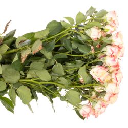 Rose verzweigt creme Candelicious 6+Blüte 60cm