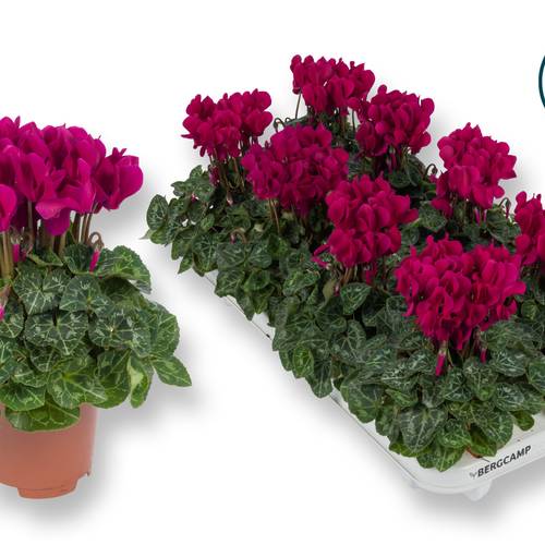 Cyclame fuchsia Midi T10,5 H020