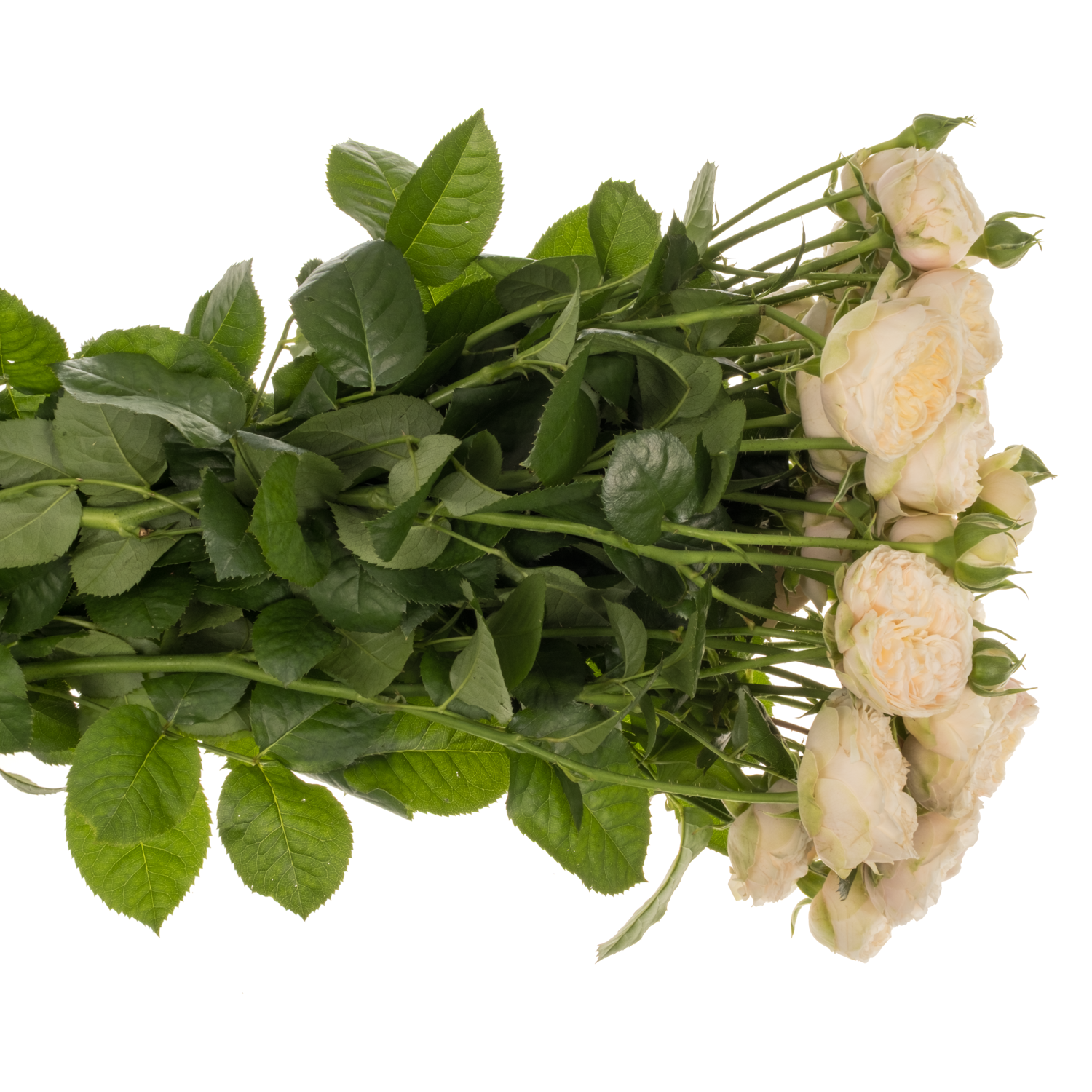 Rose verzweigt hell gelb Roy Blush Pearl 4+Blüte 60cm
