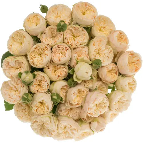 Rose verzweigt hell gelb Roy Blush Pearl 4+Blüte 60cm