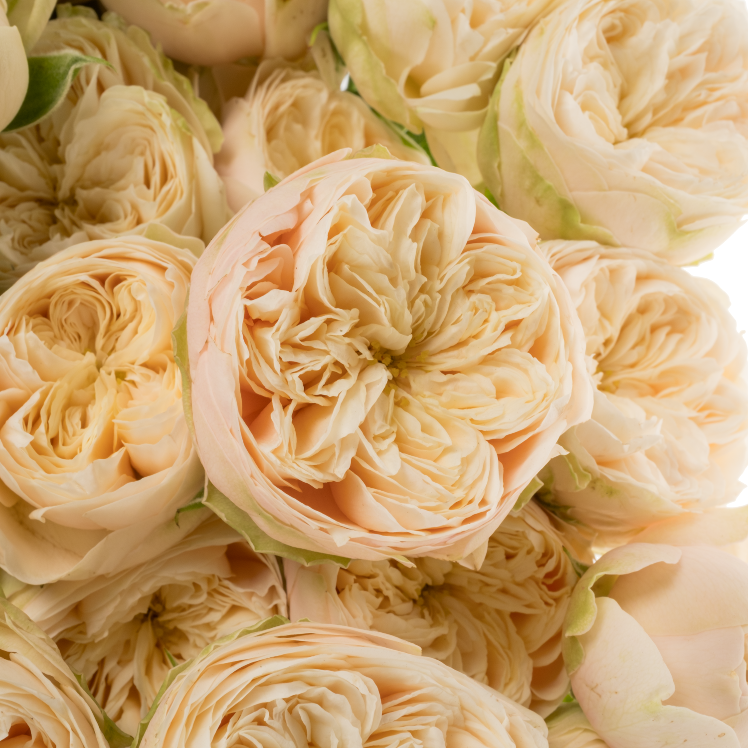 Rose verzweigt hell gelb Roy Blush Pearl 4+Blüte 60cm