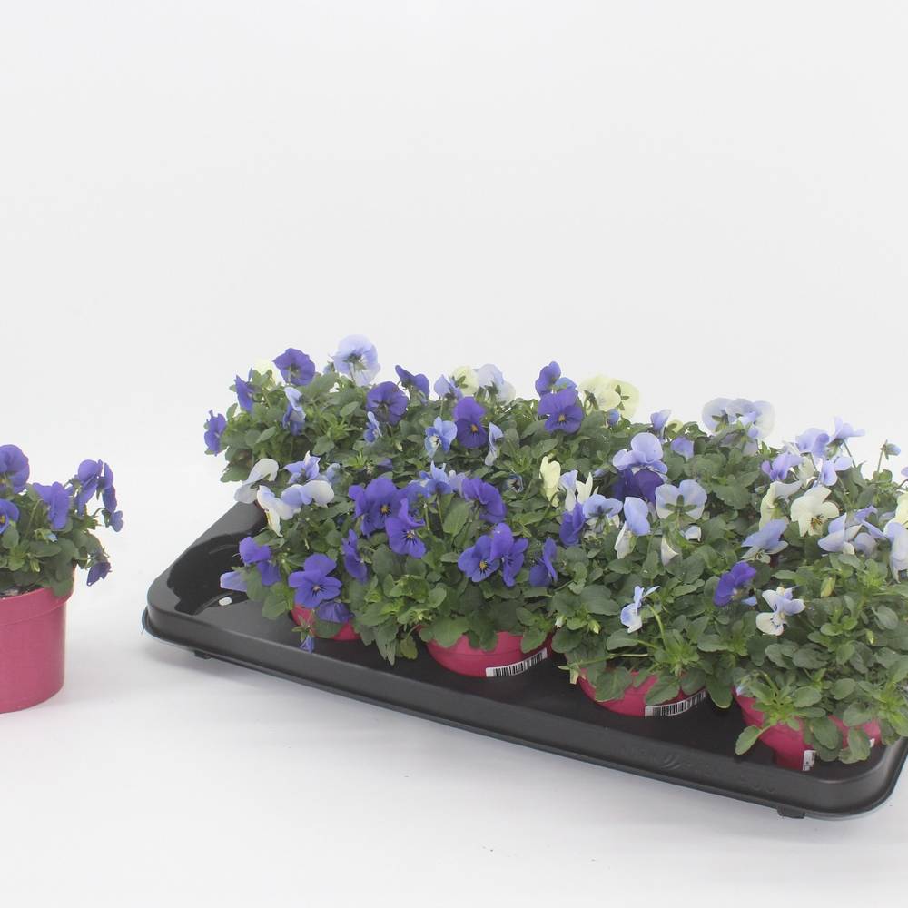 Hornveilchen mix Athene T12 H015