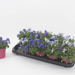 Hornveilchen mix Athene T12 H015