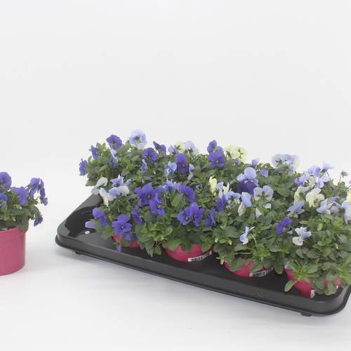 Hornveilchen mix Athene T12 H015