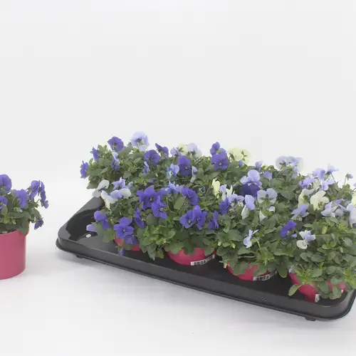 Hornveilchen mix Athene T12 H015