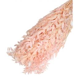 Trocken Ruscus rosa L65cm 110gr