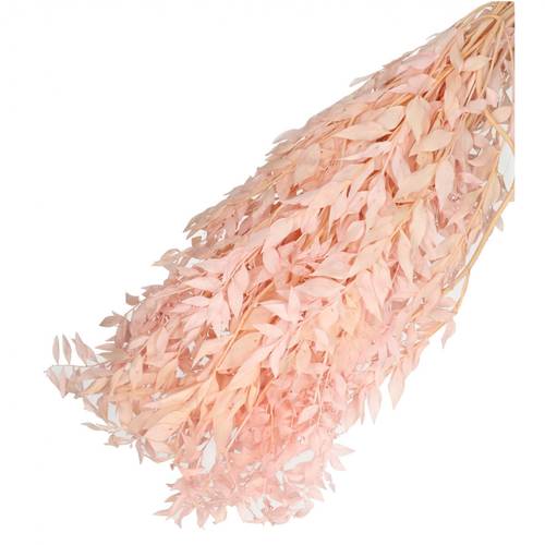 Trocken Ruscus rosa L65cm 110gr