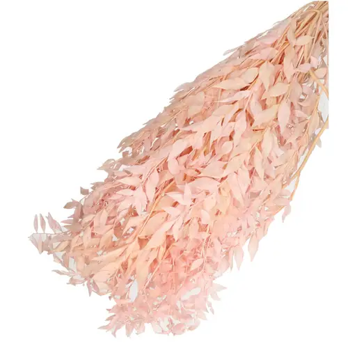 Trocken Ruscus rosa L65cm 110gr