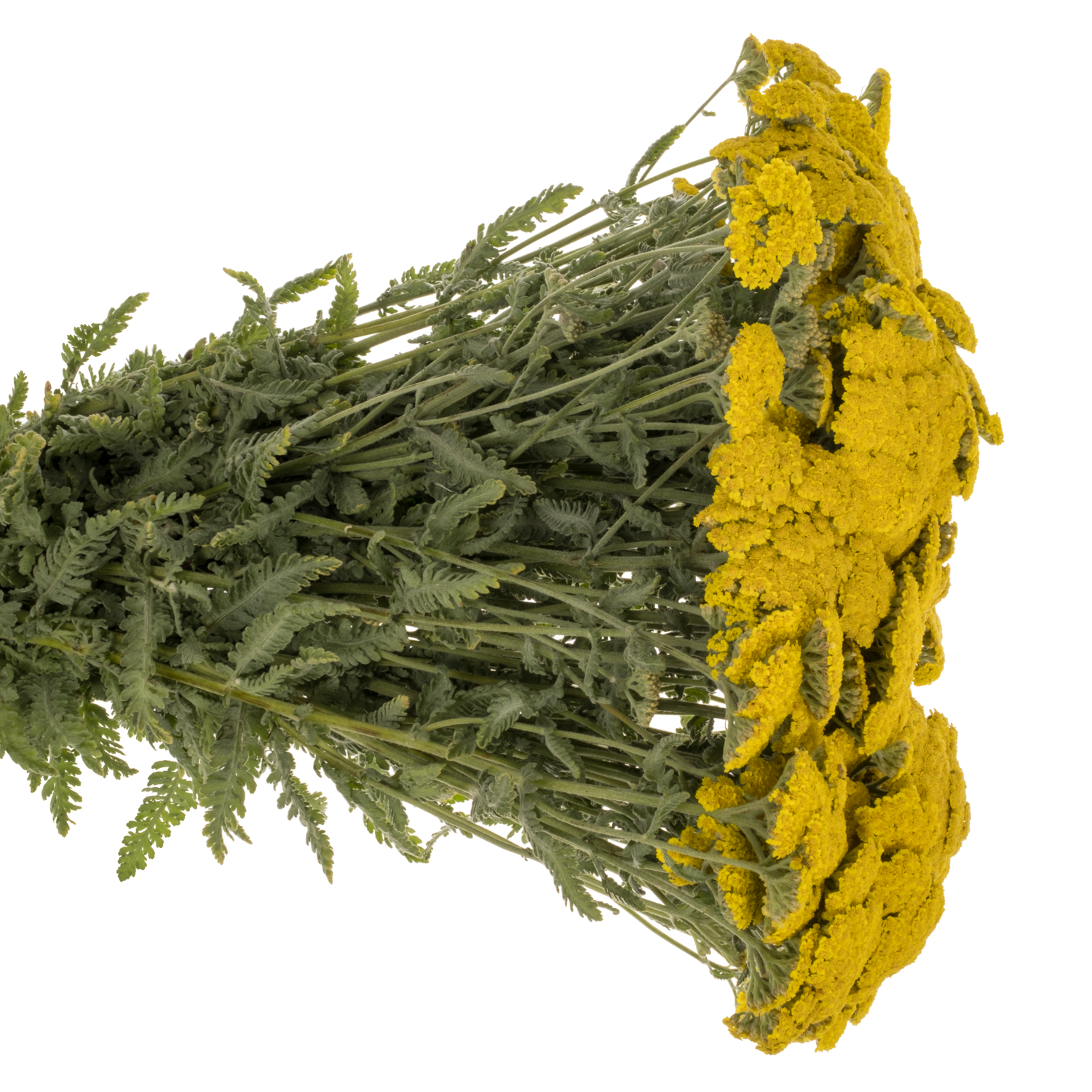 Achillea gelb Moonshine 60cm