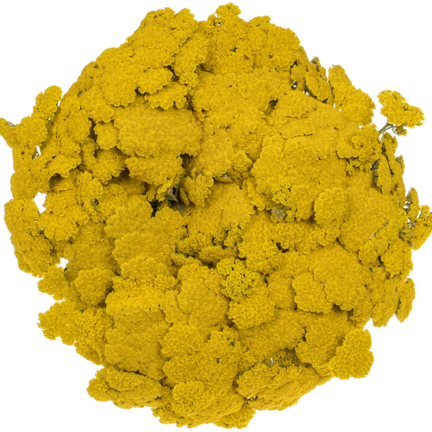Achillea gelb Moonshine 60cm
