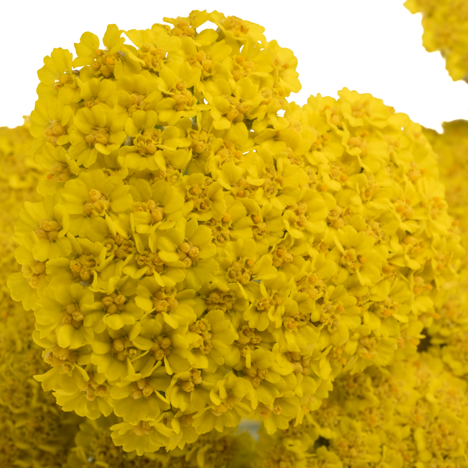 Achillea gelb Moonshine 60cm