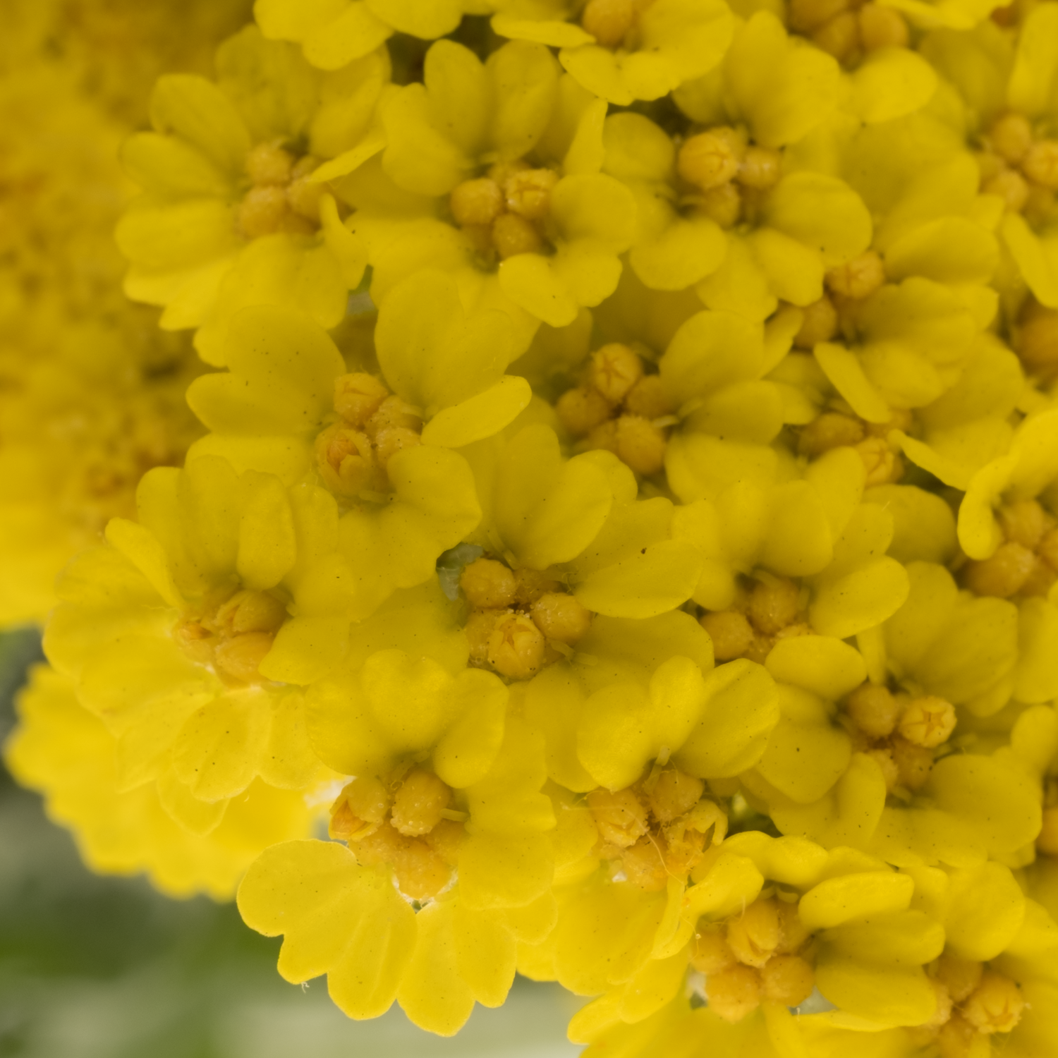 Achillea gelb Moonshine 60cm