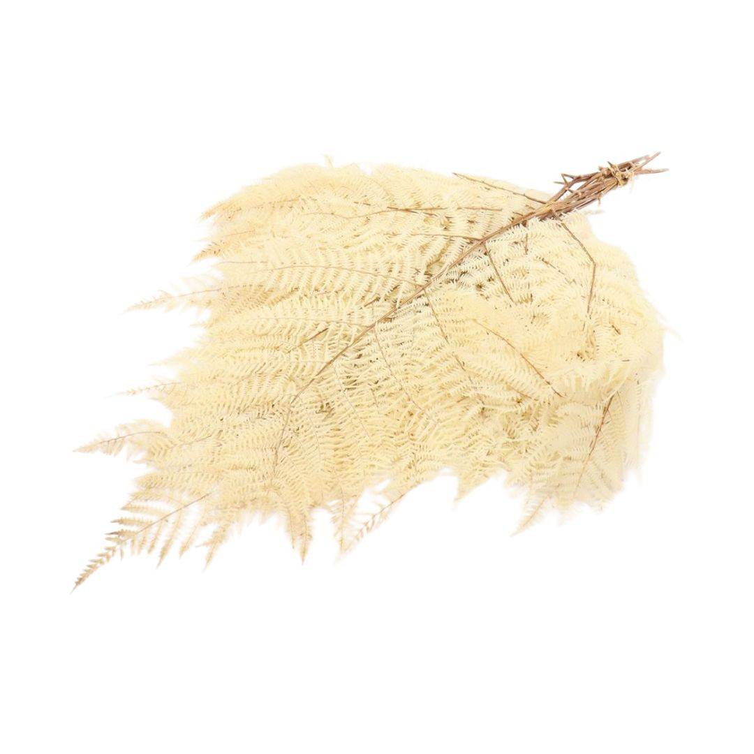 Trocken Farn Bracken gebleicht L45cm 150g X5 (Trockenblumen) | Heyl -  Blumengrohandel / Floristikgrohandel