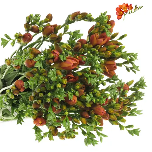 Freesie orange Bastogne 20 Gramm