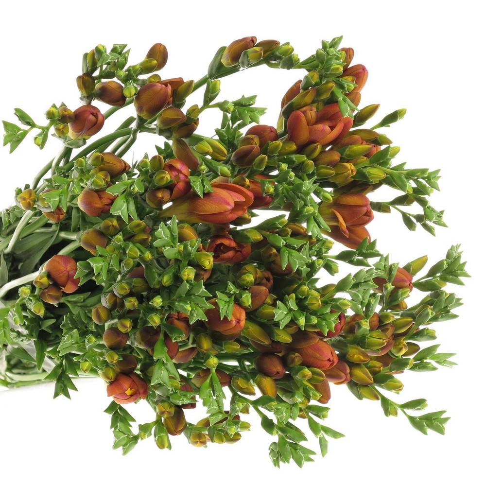 Freesie orange Bastogne 20 Gramm
