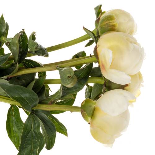 Pfingstrose creme Bridal Show.60cm Molenaar