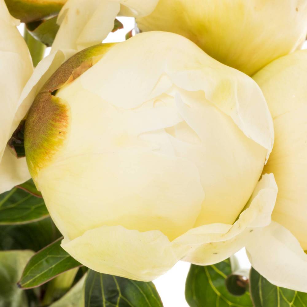 Pfingstrose creme Bridal Show.60cm Molenaar