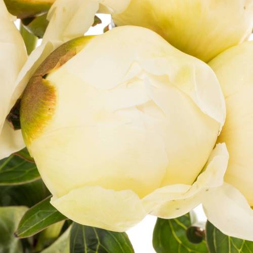 Pfingstrose creme Bridal Show.60cm Molenaar