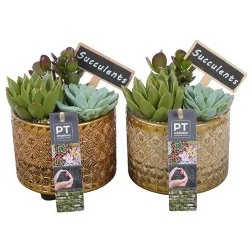 Succ.Arr PTSU8480 T12 H017