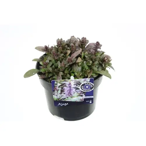 Ajuga Rep Choco T13 H20