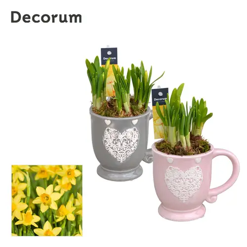 Narzisse 3er HL10937 T09 H018