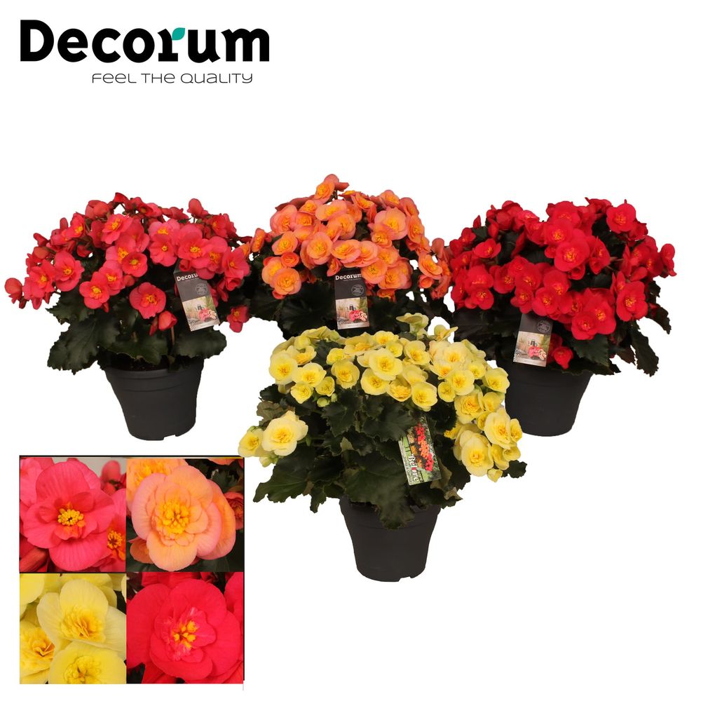 Begonie mix Belove T19 H35