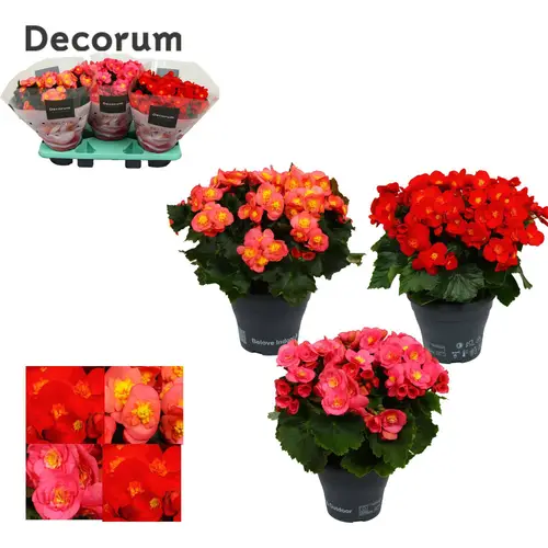 Begonie mix Belove T19 H035
