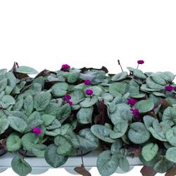 Cylame Garten Coum dunkel lila T10,5 H022