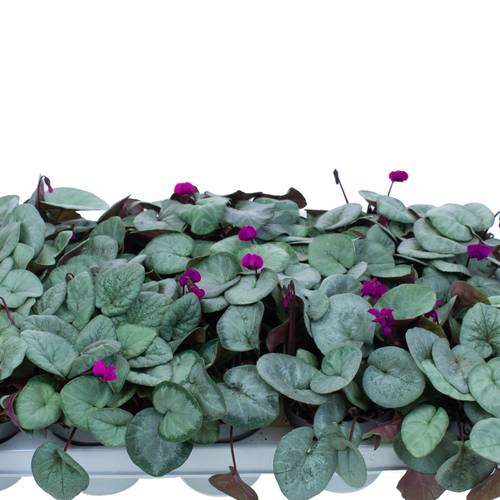 Cylame Garten Coum dunkel lila T10,5 H022