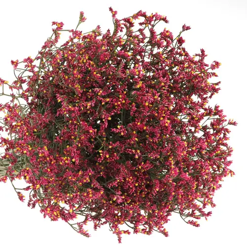 Limonium pink Diamond 60cm