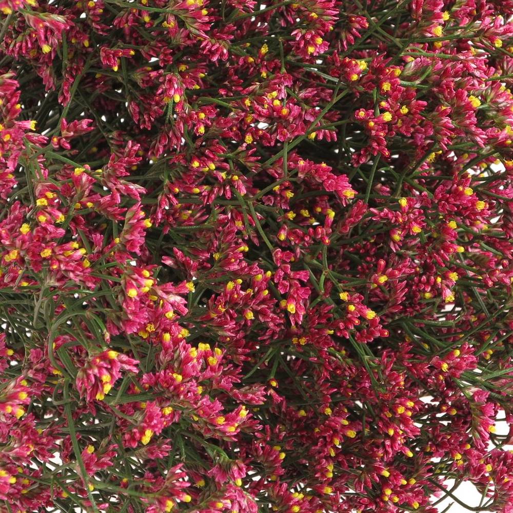 Limonium pink Diamond 60cm