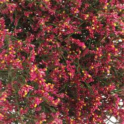 Limonium pink Diamond 60cm