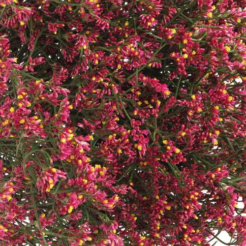 Limonium pink Diamond 60cm